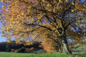 Wild Sweet Cherry Trees / Gean - In autumn colour