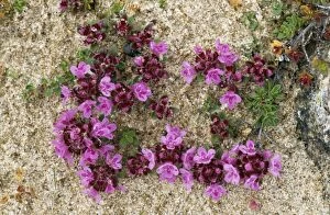 Images Dated 31st January 2011: Wild Thyme ROG 10984 On sand dunes Thymus polytrichus © Bob Gibbons / ardea.com
