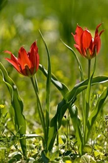 Wild tulip - in cornfield