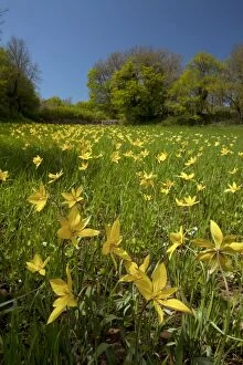Images Dated 19th April 2011: Wild Tulips - en masse in cornfield