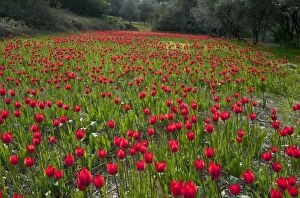 Images Dated 30th March 2012: Wild Tulips - in ploughed field among olive groves