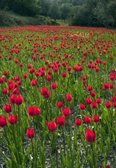 Images Dated 30th March 2012: Wild Tulips - in ploughed field among olive groves
