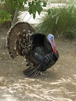 Images Dated 15th May 2012: Wild Turkey