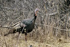 Turkeys Prints: Wild Turkey