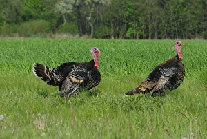 Images Dated 25th April 2007: Wild Turkey, Austria