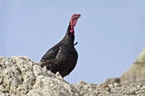 Images Dated 25th April 2011: Wild Turkey - gobbler