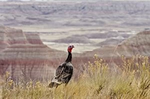 Images Dated 25th April 2011: Wild Turkey - gobbler