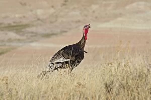 Images Dated 25th April 2011: Wild Turkey - gobbler - Spring