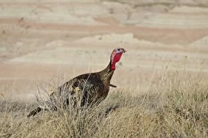 Images Dated 25th April 2011: Wild Turkey - gobbler - spring