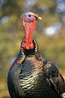 Images Dated 19th October 2004: Wild Turkey gobbler in spring. Pacific Northwest. b2020