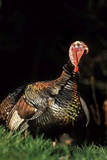 Images Dated 19th October 2004: Wild Turkey gobbler in spring. Pacific Northwest. b1425