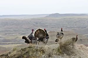Images Dated 25th April 2011: Wild Turkey - two gobblers strutting before a couple