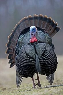Images Dated 22nd March 2009: Wild Turkey - Male in display