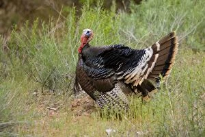 Images Dated 7th May 2009: Wild Turkey - male displaying