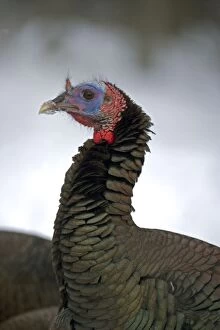 Images Dated 18th February 2007: Wild Turkey - Male - New York - In snow - Widespread in the U.S