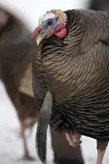 Turkeys Prints: Wild Turkey - Male - New York - Widespread in the U