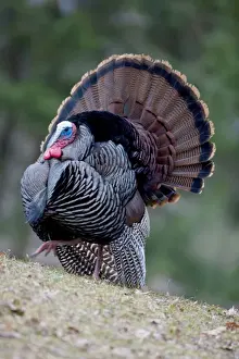 Turkeys Prints: Wild Turkey - male - In Springtime display - Widespread in the U
