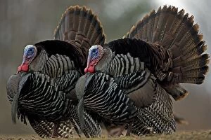 Images Dated 22nd March 2009: Wild Turkey - Males in display