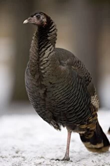 Images Dated 25th January 2007: Wild Turkey (Meleagris gallopavo) - Male - New York - Widespread in the U. S