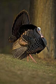 Images Dated 31st March 2006: Wild Turkey (Meleagris gallopavo) - Male in diplay - New York - Widespread in the U.S