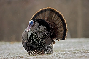 Images Dated 8th April 2009: Wild Turkey (Meleagris gallopavo) - Male in display - New York - In early Spring - Lightly snowing
