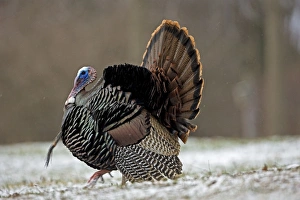 Images Dated 8th April 2009: Wild Turkey (Meleagris gallopavo) - Male in display - New York - In early Spring - Lightly snowing