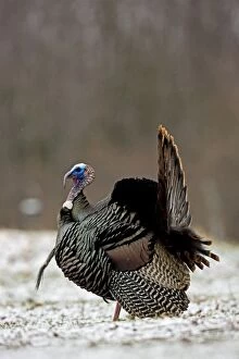 Images Dated 8th April 2009: Wild Turkey (Meleagris gallopavo) - Male in display - New York - In early Spring - Lightly snowing