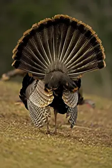 Wild Turkey (Meleagris gallopavo) - Male in diplay - New York - Widespread in the U. S. and Mexico - reintroduced in much of former range - largest gamebird in North America - birds of the open forest - forage mostly on the ground for seeds - nuts