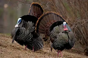 Wild Turkey (Meleagris gallopavo) - Male in diplay - New York - Widespread in the U. S. and Mexico - reintroduced in much of former range - largest gamebird in North America - birds of the open forest - forage mostly on the ground for seeds - nuts