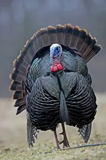 Turkeys Prints: Wild Turkey (Meleagris gallopavo) - Male in display - New York - Widespread in the U
