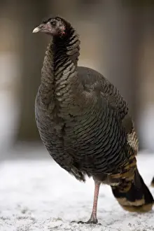 Wild Turkey (Meleagris gallopavo) - Male - New York - Widespread in the U. S. and Mexico - reintroduced in much of former range - largest gamebird in North America - birds of the open forest - forage mostly on the ground for seeds - nuts - acorns