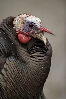 Wild Turkey (Meleagris gallopavo) - Male - New York - Widespread in the U. S. and Mexico - reintroduced in much of former range - largest gamebird in North America - birds of the open forest - forage mostly on the ground for seeds - nuts - acorns