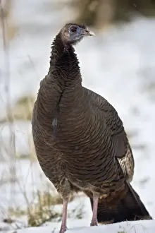 Turkeys Prints: Wild Turkey - In snow, New York - Widespread in the U