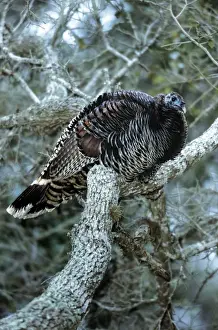 Roosting Prints: Wild Turkey - in tree roosting - Texas - USA