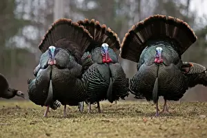 Turkey Prints: Wild Turkeys (Meleagris gallopavo) - Males in display - New York - Widespread in the U