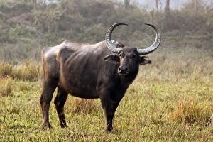 Images Dated 3rd March 2011: Wild Water Buffalo