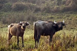 Images Dated 5th March 2011: Wild Water Buffalo - Young