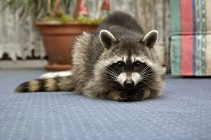 Wild Young Raccoon - Resting on living room carpet
