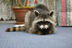 Raccoons Prints: Wild Young Racoon - Resting on living room carpet Lower Saxony, Germany