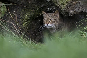 Wildcat - Captive - UK
