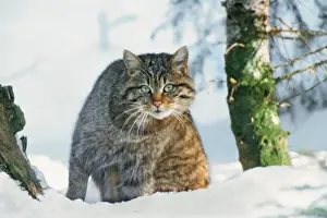Wildcat / Wild Cat - in snow - Germany