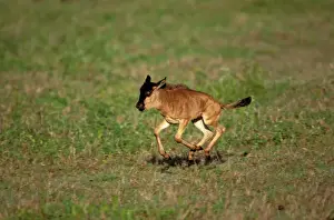 Wildebeest - calf running - Ngorongoro Conservation Area - Tanzania JFL13801