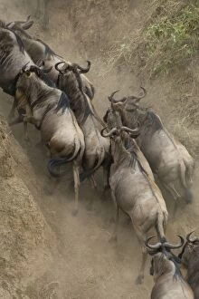 Images Dated 18th August 2008: Wildebeest - climbing up bank of Mara River