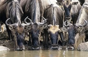Images Dated 7th November 2006: Wildebeest - drinking Grumeti River, Serengeti National Park, Tanzania, Africa