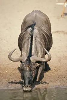 Wildebeest - drinking from pool - South Africa
