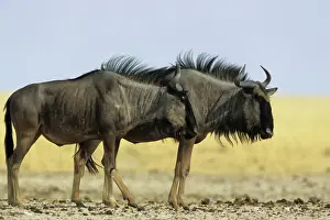 Savannah Prints: Wildebeest - Etosha National Park, Namibia, Africa MA001160