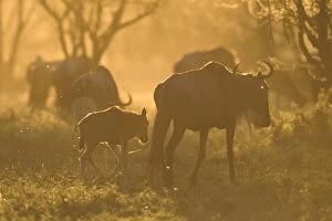 Wildebeest - female with calf on sunset