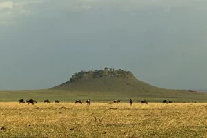Wildebeest / Gnu herd, grazing