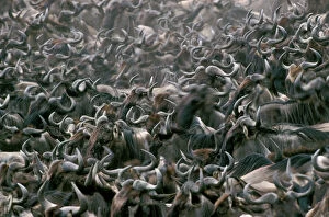 Savannah Collection: Wildebeest / Gnu - mass migration