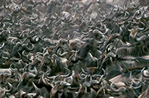 WILDEBEEST - migrating